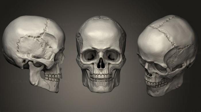 Анатомия скелеты и черепа (Человеческий мужской череп 32, ANTM_1215) 3D модель для ЧПУ станка